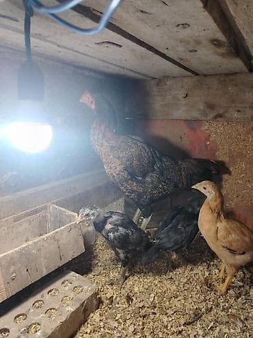 atlarin satisi: Toyuq cücələri, Damazlıq — 2