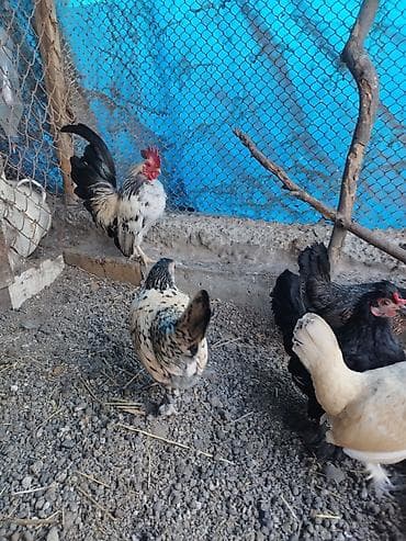 Kənd təsərrüfatı quşları: Toyuq, Damazlıq — 1