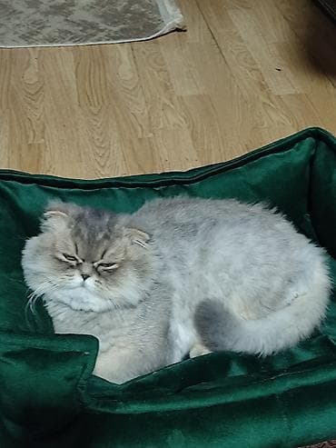 Quşlar: Şotland yastı qulaq, Dişi, Cütləşmə üçün — 2