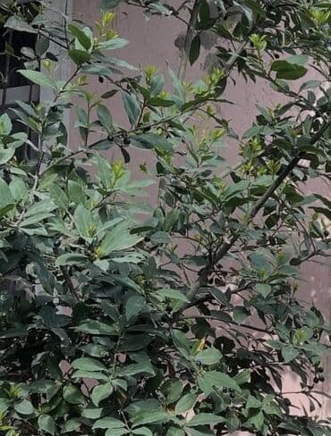 dibçək güllərinin adları: Dəfnə ağacı.gül açır .toxum verir — 6