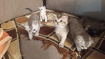 Quşlar: Britan — 2