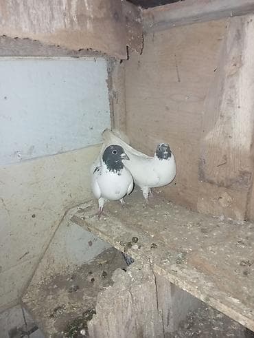 Ağ-qara rəngli göyərçin cütü - Rəng: əsasən ağ, baş və boyun