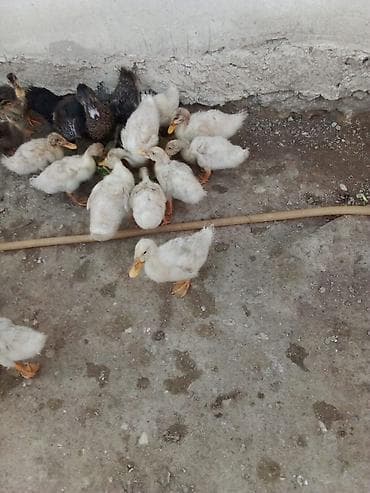 Ördəklər: Salam Pekin kuban ordekler satılır tam saqlam ətlik heyvanlardi — 4