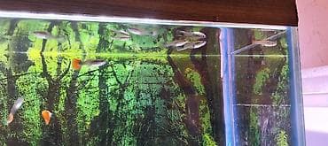 Balıqlar: Quppi, Sülhsevər, Ünvandan götürmə — 6