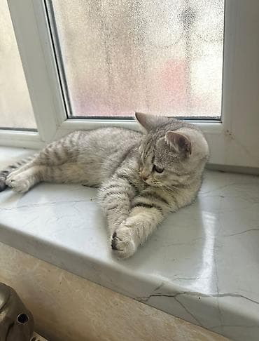 cins pisik satisi: Tabbi, Dişi — 1