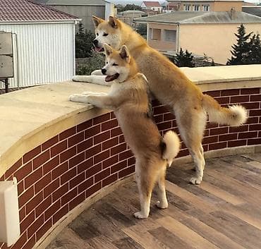 pidbul iti: Akita-inu, 4 ay, Erkek, Ünvandan götürmə — 3