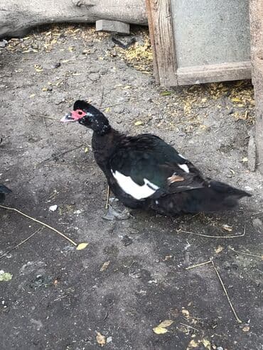 azərbaycan pişik adları: Zumrud Ördey fereler 35. Xoruzu 50 manat - Rənglər: əsasən — 2