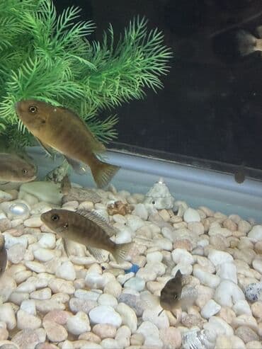 Cixlid balığı lalafo.az -da Cixlid balığı