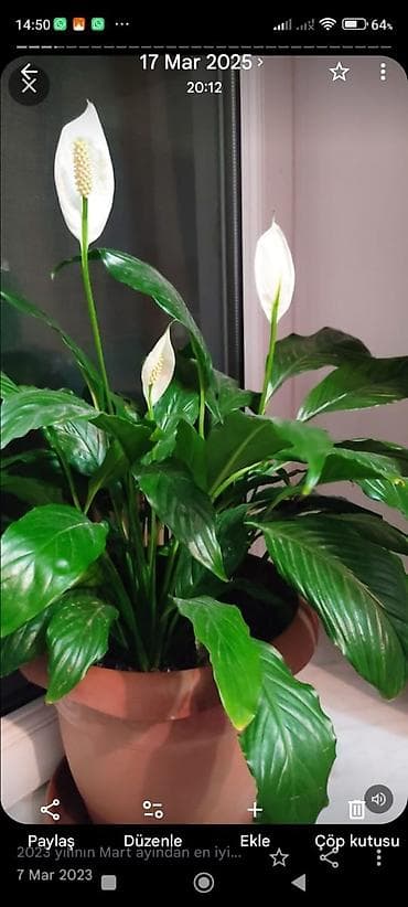 dollar gul: Spathiphyllum (Sülh zanbağı) – dekorativ otaq bitkisi - Növ — 1