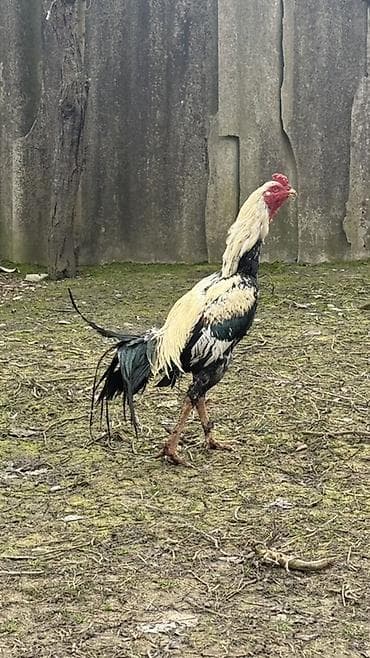 ari satisi azerbaycanda: Aseel tipli xoruz - Cins: ehtimalən Aseel (uzun boylu, əzələli — 1