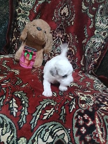 Pişiklər: Pudel, 1 ay, Dişi — 8