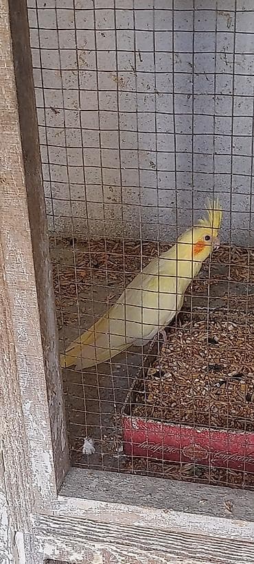 Tutuquşları: Məhsul: Nimfa tutuquşusu (Cockatiel) 3 bala satilir, 2 sari bir #sari — 4