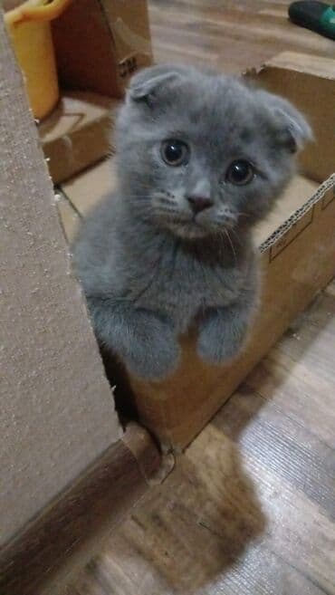 pers pişiyi: Cins Paroda pişikləri. Şotland, Britan, Pers. Rəngləri də cür bə cür — 9