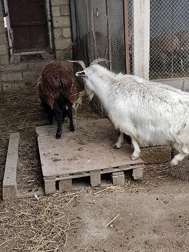 Akvariumlar: Salam qoyun yani balali 3 gündür dogub birinci balasidir saglam aktiv — 10