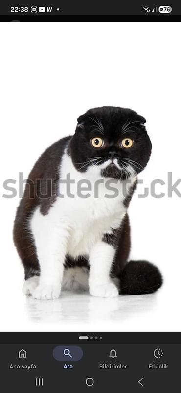 Şotland yastı qulaq — 1