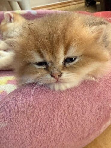 bala pişik ucuz: Erkək — 4