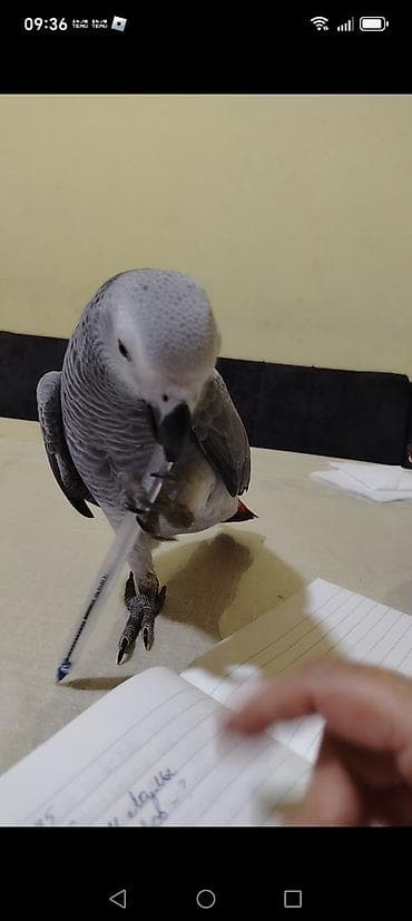 quş yuva: Afrika boz tutuquşu (Jako) – ağıllı və ünsiyyətcil ev quşu — 1