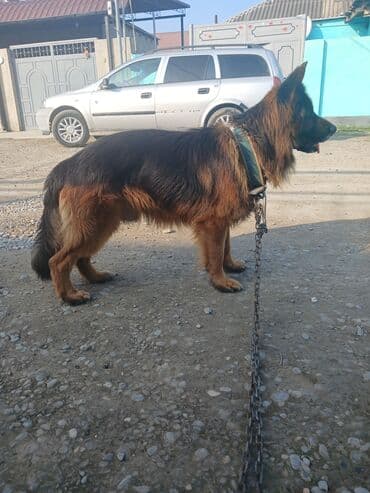 qafqaz coban iti satisi: Alman çoban iti, Erkek — 2