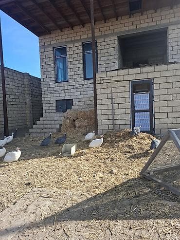 bulbul quşu: Məhsul: Hind toyuqları (Qvineya quşları) – müxtəlif rənglər Təsvir: - — 8