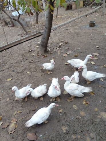 lal ordəklərin satışı: 9eded ax lal ordek — 2