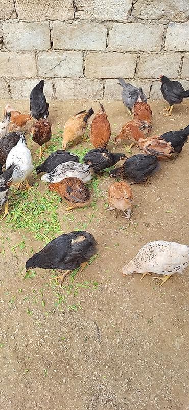 cücə yemi: Toyuq cücələri, Damazlıq, Ödənişli çatdırılma — 5