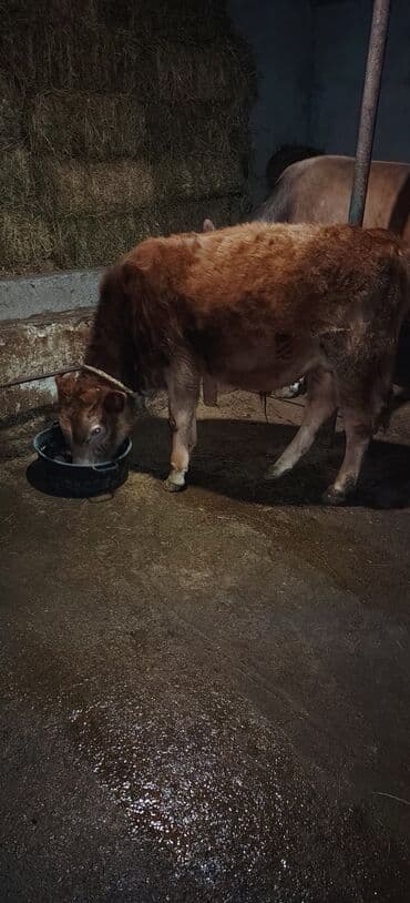 cins inekler azerbaycanda: Satılır erkək dana ünvan Novxani — 1