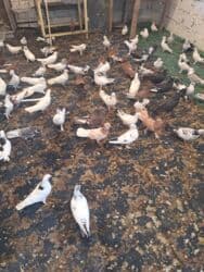 quş yuvasi: 4 manat Təsvir: - Növlər: müxtəlif rəng və naxışlarda ev/oyun — 18