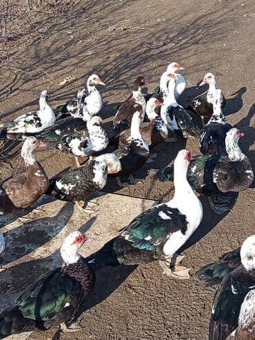Keçi, çəpiş: Dişi, | Lal ördək, Damazlıq, Ünvandan götürmə — 3