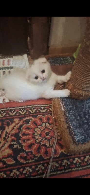 pişiy şəkilləri: 50 ile 250 arasi cins saf qan pisiklerimiz var( Silver sinsila temiz — 1