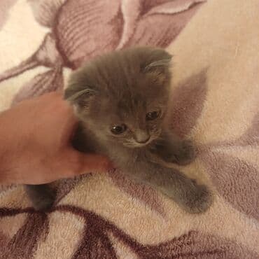 gencede heyvanlar: Şotland yastı qulaq — 2