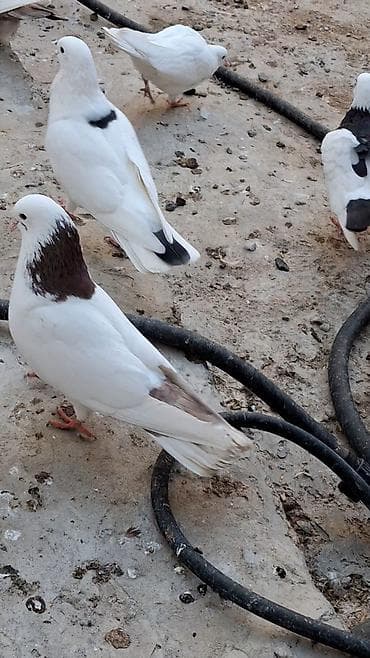 göyərçin üzükləri: Məhsul: Ev Göyərçinləri (müxtəlif rəng və naxışlarda)ucan çins — 2