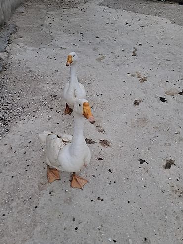 Erkək, Damazlıq — 2