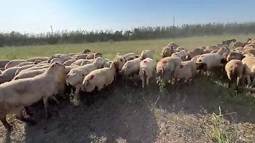 gəncə toyuq satan: Dişi, il: 1, Damazlıq, Pulsuz çatdırılma — 6