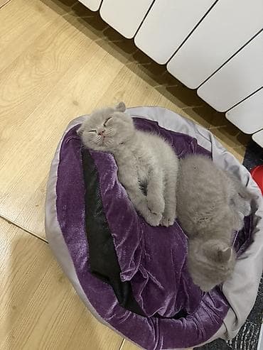 meymun aliram: Şotland yastı qulaq — 7