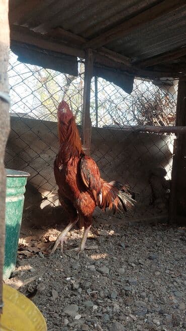 qaz və ordək: Xoruz, il: 1 — 2