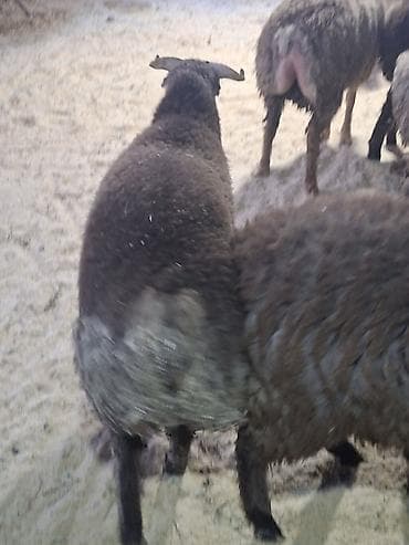 Птицы: Qoyun sürüsü – yerli qaragül/yağlı quyruq tipli heyvanlar - Növ — 2
