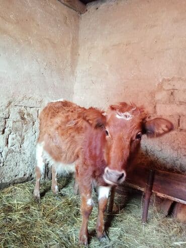 Qoyunlar, qoçlar: İnək satılır! 3cü balasıdı dişi baladı 11 aylıq. İnək sağılmır — 4