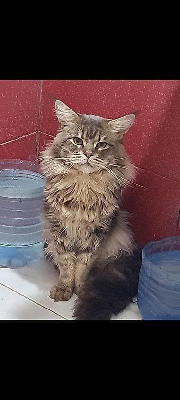 maine coon qiymeti: Meyn-kun, Erkək, Ünvandan götürmə — 1