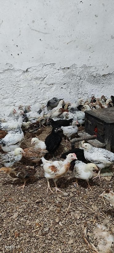 dayça nədir: Toyuq cücələri, Ətlik — 2