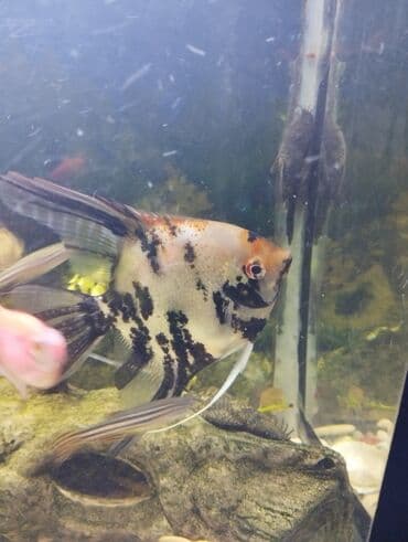 dib balıqları: Мирные — 2