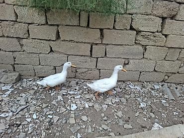 ev kirpisi: Dişi, | Lal ördək, Damazlıq, Ödənişli çatdırılma — 3
