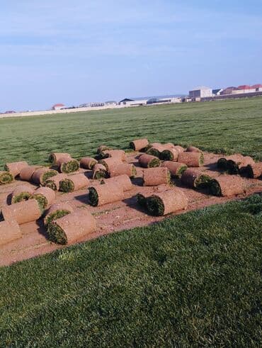 suni qazon qiyməti: Rulon qazon - Peşəkar qazon plantasiyasından kəsilib rulon halında — 14