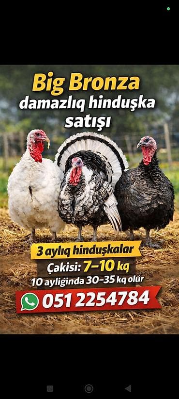 Digər kənd təsərrüfatı heyvanları: Big Bronza damazlıq hinduşkalar - Yaş: 3 aylıq hinduşkalar - Çəkisi — 1