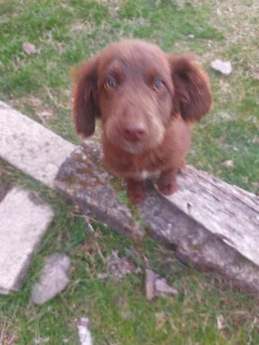 5 ay, Erkek, Peyvəndli, Ödənişli çatdırılma lalafo.az -da 5 ay, Erkek, Peyvəndli, Ödənişli çatdırılma