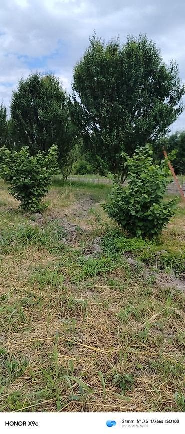 əhmədlidə torpaq: 41 sot, Kənd təsərrüfatı, Maklerlər narahat etməsin, Kupça (Çıxarış) — 4
