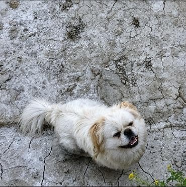 Pekines