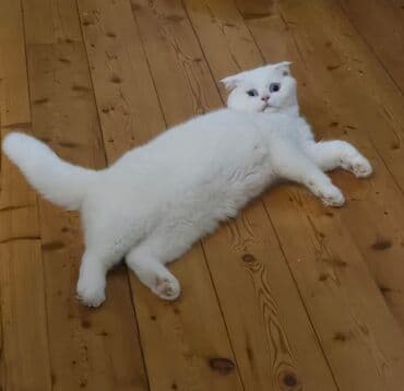 шотландская вислоухая кошка цена в баку: Шотландская, Самец, Самовывоз — 1