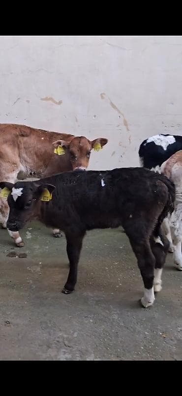 Кошки: Satılır: quzadan kəsilmiş bir neçə dana (südlük-döşəməli buzovlar) — 1