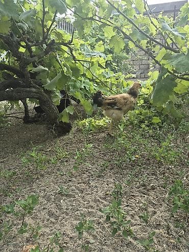 Куры: 2 ay yarımlıq 3 ay 4 aylıq kənd çolpaları.yaşıl otnan buğda — 6
