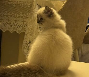 şotlant pisiyi: Britan — 3